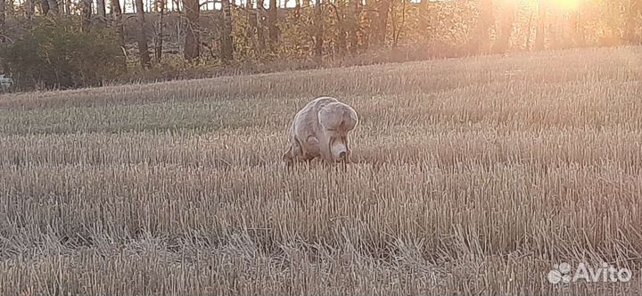 Овцематки и пере-ярки
