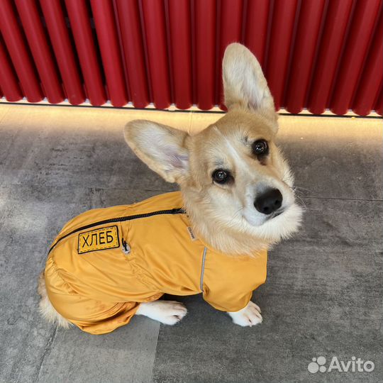 Костюм для корги девочки