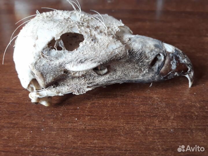 Череп хищной птицы для декора комнаты