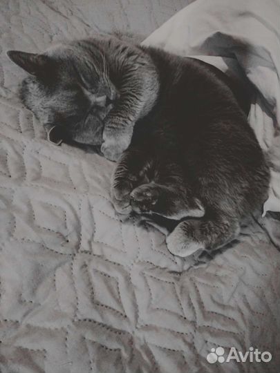 Кот британец в дар
