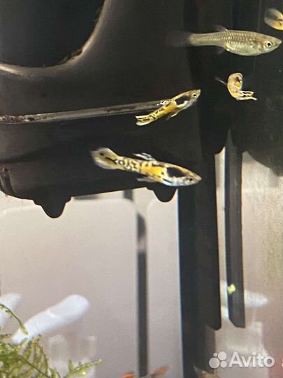 Аквариумные удобрения рыбы гуппи