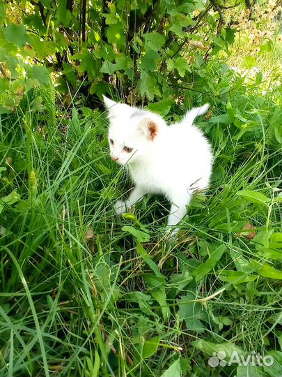 Котята в хорошие руки