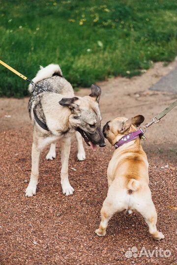 Лучший друг в дар щенок собака