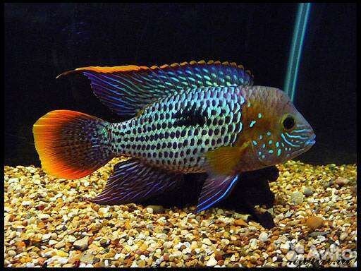 Аквариумные рыбы