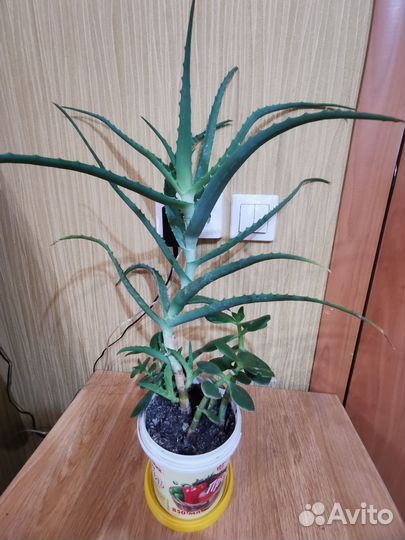 Алое, толстянка (денежное дерево), пальма