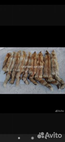 Лиса, куница