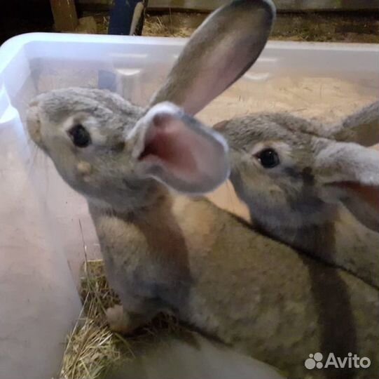 Мясо кролика. Свежее парное или мороженное