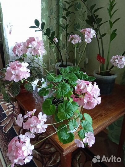 Пеларгония герань сортовая