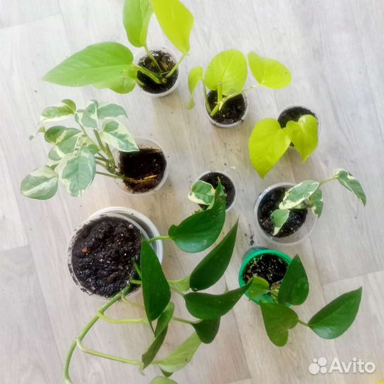 Сциндапсусы 4 сорта