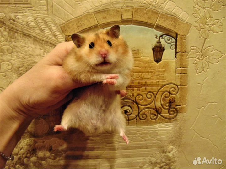 Сирийские. ангорские. джунгарские хомяки,клетки эж