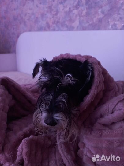 Цвергшнауцер