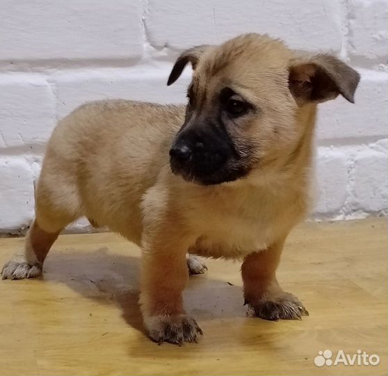 Маленькие собачки щенята в добрые руки