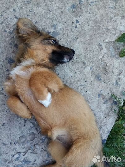 Собака (девочка) в добрые руки отдам бесплатно