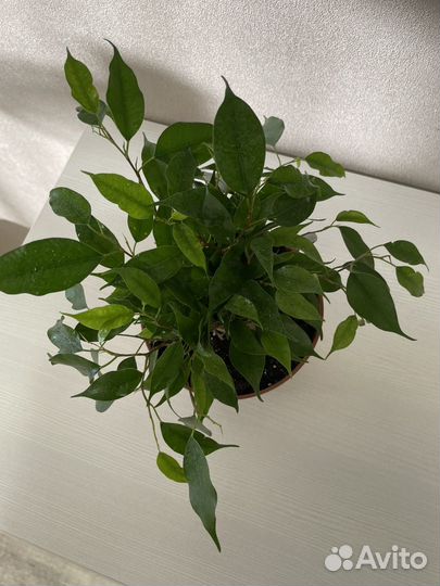 Фикус бенджамина в джуте