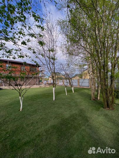 Рулонный газон напрямую с поля