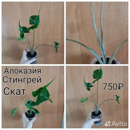 Сциндапсус эпипремнум