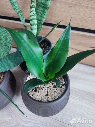 Сансевиерии