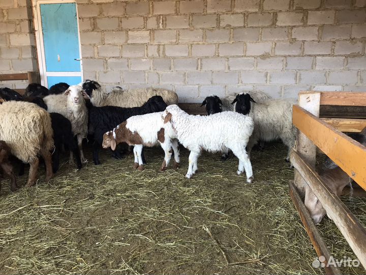 Баран, овцы с ягнятами