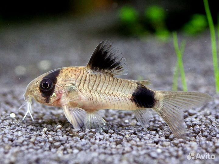 Коридорас панда