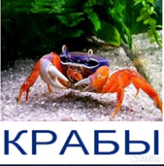 Рыбки, растения, улитки, креветки аквариумные