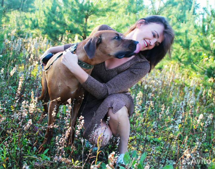 Передержка домашних животных