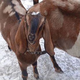 Коза нубийка на обмен или продам