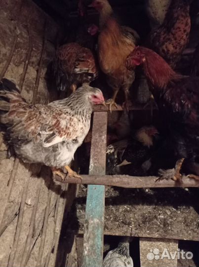 Куры молодки