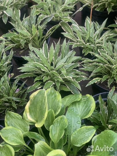 Цветы для сада