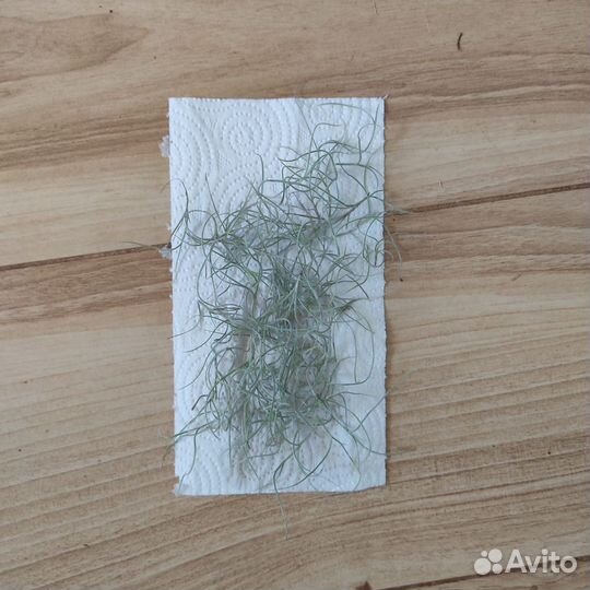 Тилландсии уснеевидная, функиана, шидеана