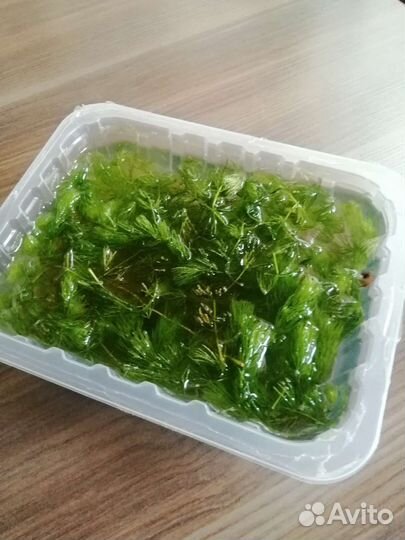 Водоросли для аквариума