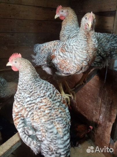 Молодые петушки