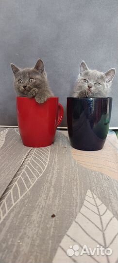 Британские котята