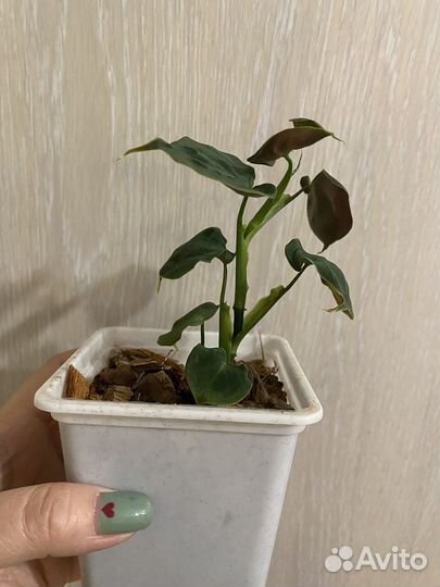 Филодендрон люпинум