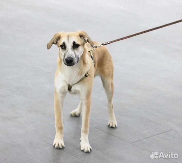 Щенок мальчик