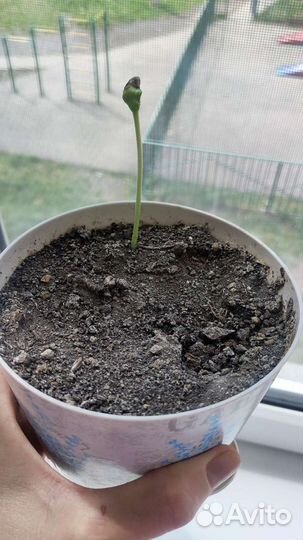 Глициния, семена