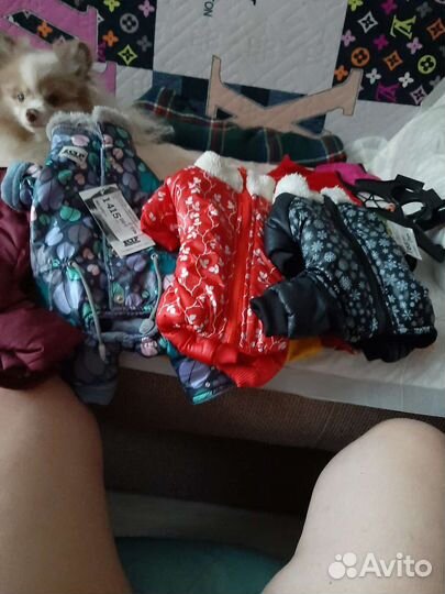 Одежда для маленьких собак