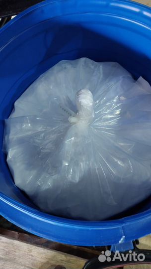 Дипиколиновая кислота