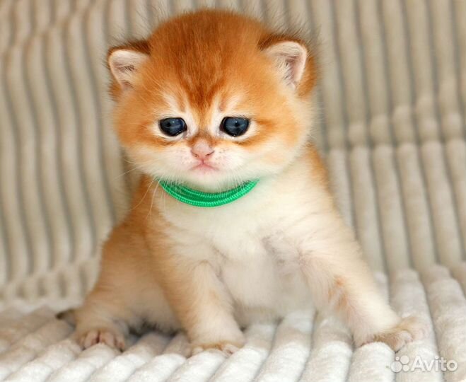 Мальчик золотая британская шиншила