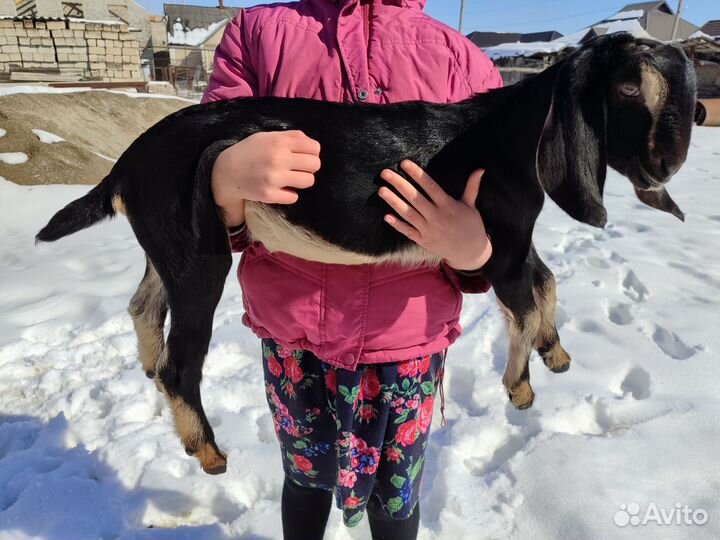 Англо-нубийские козлята