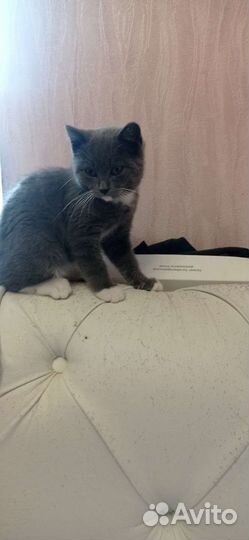 Кошка (котенок)