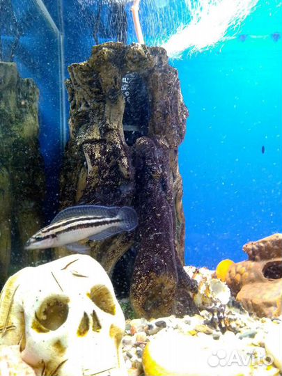 Обслуживание аквариума