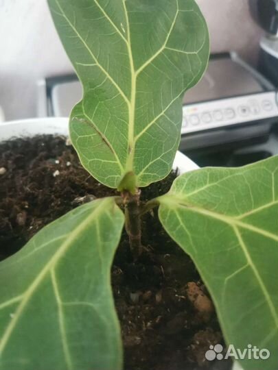 Фикус лирата бамбино