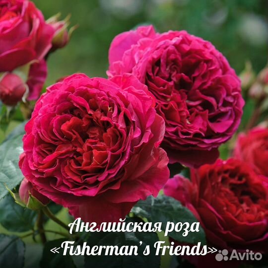 Кустовые розы саженцы