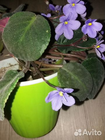 Фиалка с горшком- кашпо фиолет