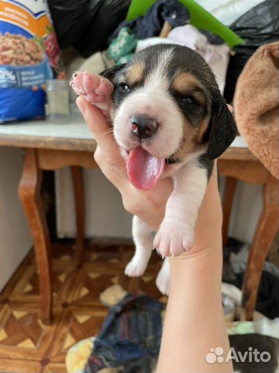 Щенки бигль