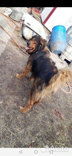 Добряк в приюте