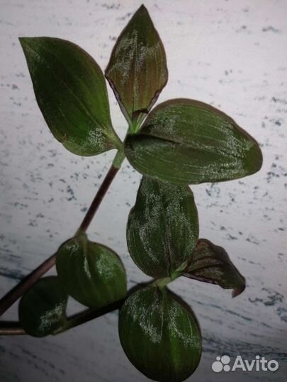 Традесканции, Рео Триколор