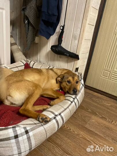 Отдам в добрые руки собаку