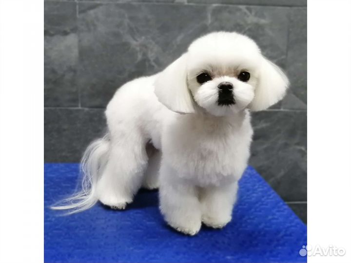 Стрижка собак и кошек