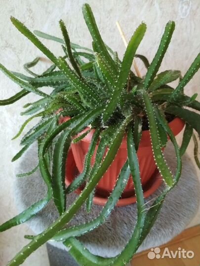 Традесканция отростки,питахайя